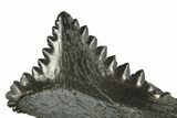 Bizarre Shark (Edestus) Jaw Section with Tooth - Carboniferous #312513-2